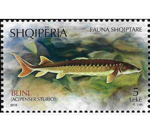 Sturgeon (Acipenser sturio) - Albania 2018 - 5