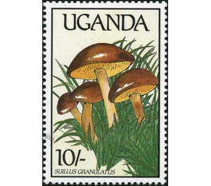 Suillus granulatus - East Africa / Uganda 1989 - 10