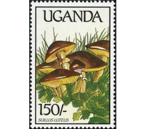 Suillus luteus - East Africa / Uganda 1989 - 150