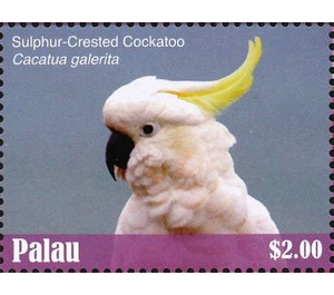 Sulphur-crested Cockatoo    Cacatua galerita - Micronesia / Palau 2018 - 2