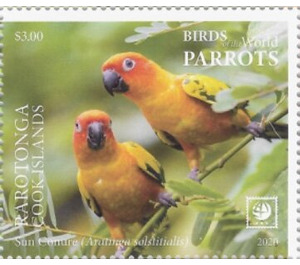 Sun Conure (Aratinga solstitialis) - Cook Islands, Rarotonga 2020 - 3