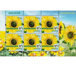 Sunflower (Helianthus annuus) - Moldova 2019