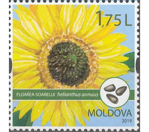 Sunflower - Moldova 2019 - 1.75