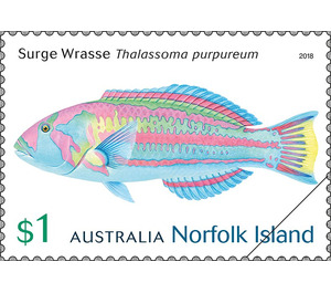 Surge wrasse (Thalassoma purpureum) - Norfolk Island 2018 - 1