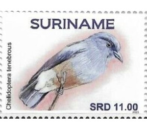 Swallow-winged puffbird (Chelidoptera tenebrosa) - South America / Suriname 2021
