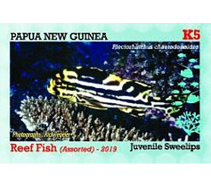 Sweetlips - Melanesia / Papua and New Guinea / Papua New Guinea 2019 - 5