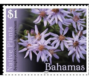 Symphyotrichum lucayanum - Caribbean / Bahamas 2019 - 1