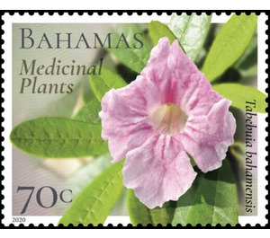 Tabebuia bahamensis - Caribbean / Bahamas 2020 - 75