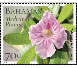 Tabebuia bahamensis - Caribbean / Bahamas 2020 - 75