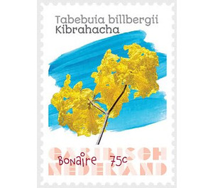 Tabebuia bibracteolata - Caribbean / Bonaire 2020 - 75