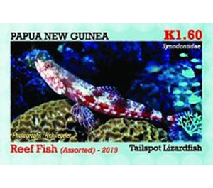 Tailspot Lizardfish - Melanesia / Papua and New Guinea / Papua New Guinea 2019 - 1.60