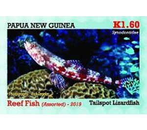 Tailspot Lizardfish - Melanesia / Papua and New Guinea / Papua New Guinea 2019 - 1.60