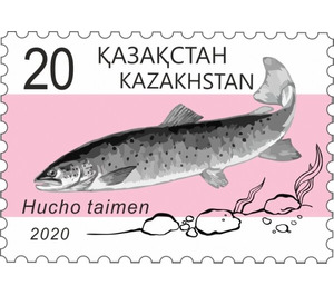 Taimen (Hucho taimen) - Kazakhstan 2020 - 20