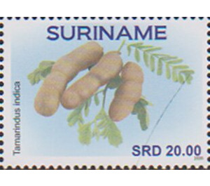 Tamarind (Tamarindus indica) - South America / Suriname 2020 - 20