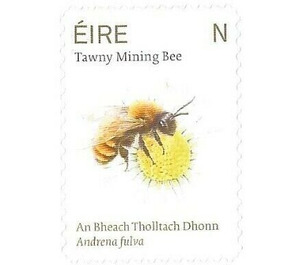 Tawny Mining Bee - Ireland 2019