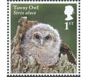 Tawny Owl chick - Strix aluco - United Kingdom 2018