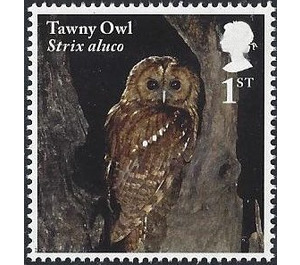 Tawny Owl - Strix aluco - United Kingdom 2018