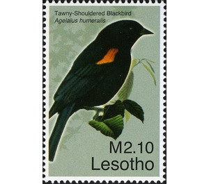 Tawny-shouldered Blackbird (Agelaius humeralis) - South Africa / Lesotho 2007 - 2.10