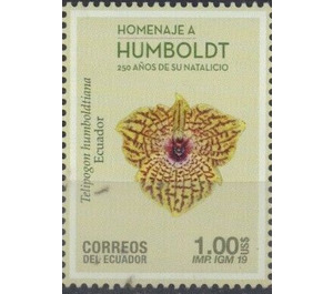 Telipogon humboldtiana - South America / Ecuador 2019 - 1