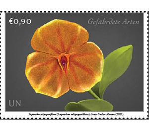 Telipogon-Like Lepanthes (Lepanthes telipogoniflora) - UNO Vienna 2021 - 0.90