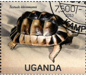 Testudo kleinmanni - East Africa / Uganda 2013