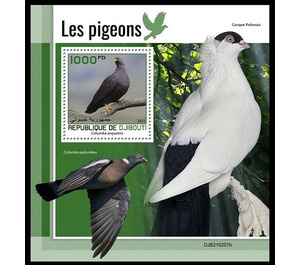 The African Olive Pigeon (Columba arquatrix) - East Africa / Djibouti 2021