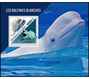 The Beluga Whale (Delphinapterus leucas) - West Africa / Guinea 2021