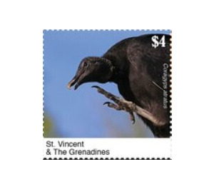 The Black Vulture - Caribbean / Saint Vincent and The Grenadines 2020