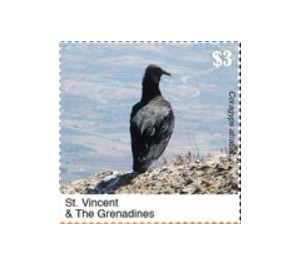 The Black Vulture - Caribbean / Saint Vincent and The Grenadines 2020