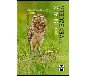 The Burrowing Owl (Athene cunicularia) - West Africa / Niger 2021