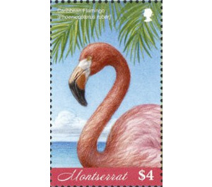 The caribbean flamingo - Caribbean / Montserrat 2019