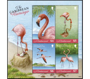 The caribbean flamingo - Caribbean / Montserrat 2019