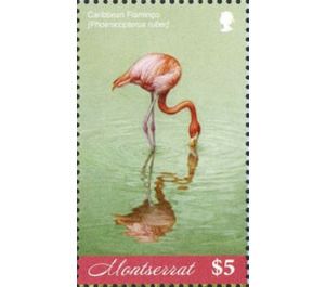 The caribbean flamingo - Caribbean / Montserrat 2019