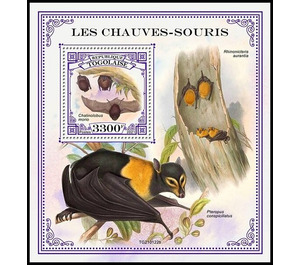 The Chocolate Wattled Bat (Chalinolobus morio) - West Africa / Togo 2021
