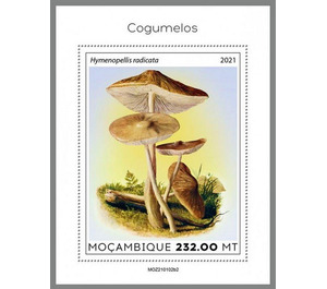 The Deep Root Mushroom (Hymenopellis radicata) - East Africa / Mozambique 2021