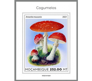 The Fly Agaric (Amanita muscaria) - East Africa / Mozambique 2021