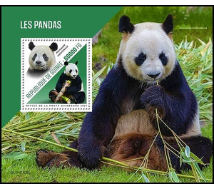 The Giant Panda (Ailuropoda melanoleuca) - West Africa / Guinea 2021