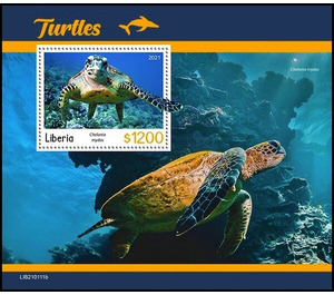 The Green Sea Turtle (Chylonia mydas) - West Africa / Liberia 2021