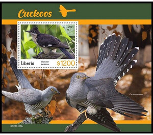 The Jacobin Cuckoo (Clamator jacobinus) - West Africa / Liberia 2021