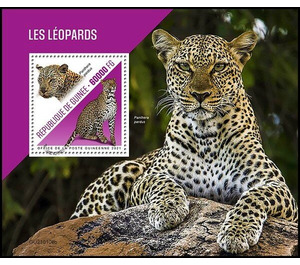 The Leopard (Panthera pardus) - West Africa / Guinea 2021
