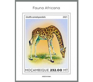 The Northern Giraffe (Giraffa camelopardalis) - East Africa / Mozambique 2021