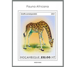 The Northern Giraffe (Giraffa camelopardalis) - East Africa / Mozambique 2021