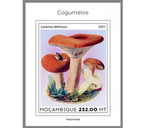 The Saffron Milk Cap (Lactarius deliciosus) - East Africa / Mozambique 2021