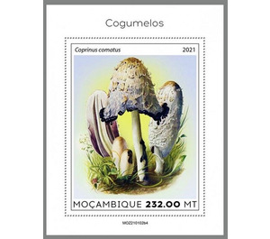 The Shaggy Ink Cap (Coprinus comatus) - East Africa / Mozambique 2021