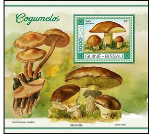 The Weeping Bolete (Suillus granulatus) - West Africa / Guinea-Bissau 2021