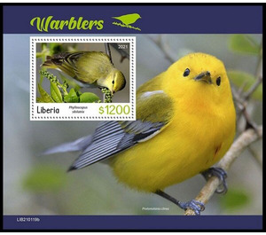 The Wood Warbler (Phylloscopus sibilatrix) - West Africa / Liberia 2021