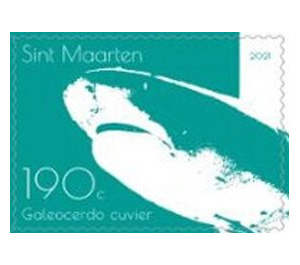Tiger Shark (Galeocerdo cuvier) - Caribbean / Sint Maarten 2021