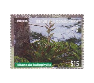 Tillandsia baliophylla - Caribbean / Dominican Republic 2019 - 15