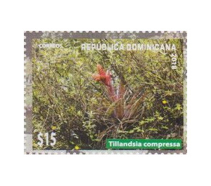 Tillandsia compresa - Caribbean / Dominican Republic 2019 - 15