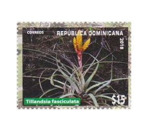Tillandsia fasciculata - Caribbean / Dominican Republic 2019 - 15